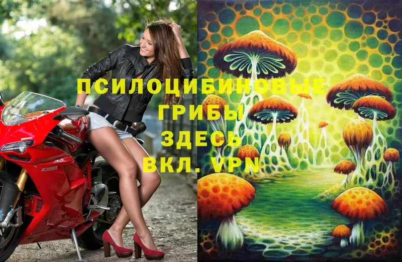 кракен зеркало  Анадырь  Галлюциногенные грибы Psilocybe 